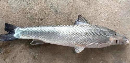 国产梅香白鳞鱼好吃吗视频,美味佳肴，口感独特，视频揭秘其诱人魅力