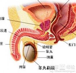 国产前列腺按摩培训视频,专业指导，呵护男性健康