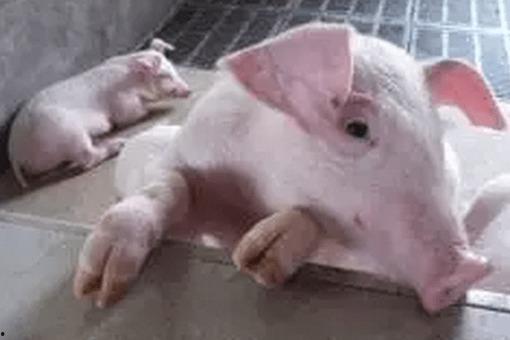 国产猪哪种最好卖的呢视频,揭秘最受欢迎的品种