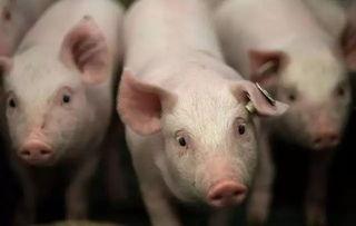 国产猪哪种最好卖的呢视频,揭秘最受欢迎的品种